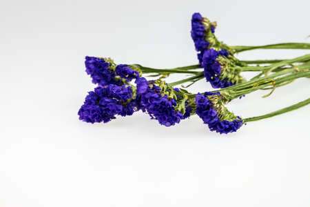 Statice flower isolated on whiteの写真素材