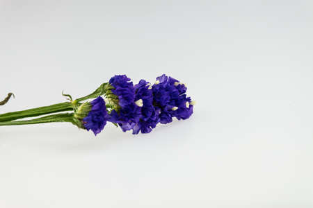 Statice flower isolated on whiteの写真素材