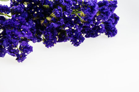 Statice flower isolated on whiteの写真素材