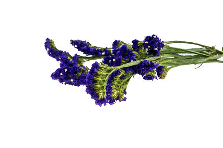 Statice flower isolated on white