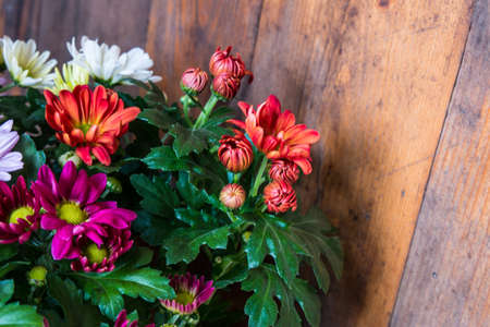Mutlicolor chrysanthemums on rustic wood backgroundの写真素材