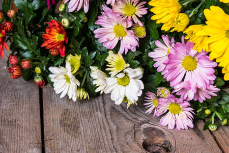 Mutlicolor chrysanthemums on rustic wood backgroundの写真素材