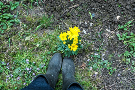 Boots with Yellow chrysanthemums  on soilの写真素材