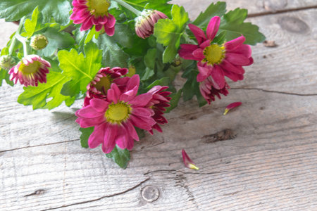 Pink chrysanthemums on rustic woodの写真素材