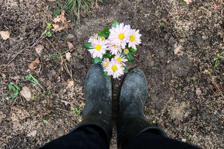Boots with Pink chrysanthemums  on soilの写真素材