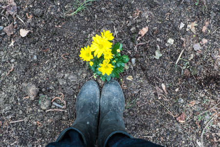 Boots with Yellow chrysanthemums  on soilの写真素材