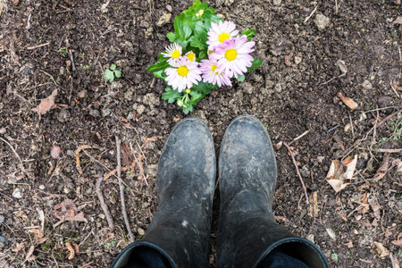 Boots with Pink chrysanthemums  on soil