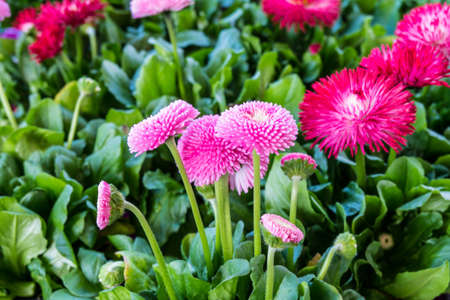 Bellis perennis pomponetteの写真素材