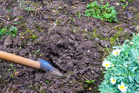 Margaret flower and shovel on soil