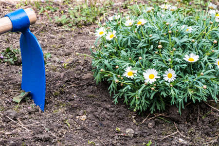 Hoe and margaret flower on soilの写真素材