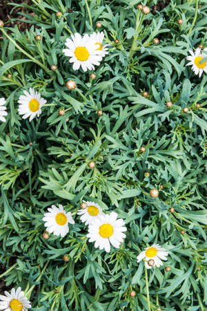 Margaret flowerの写真素材