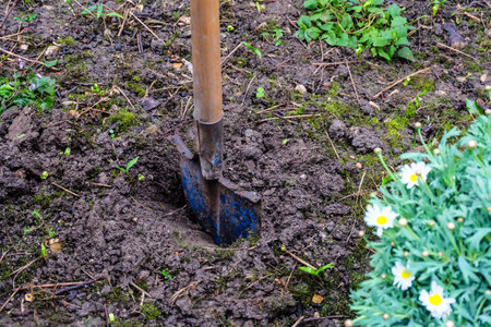 Margaret flower and shovel on soilの写真素材