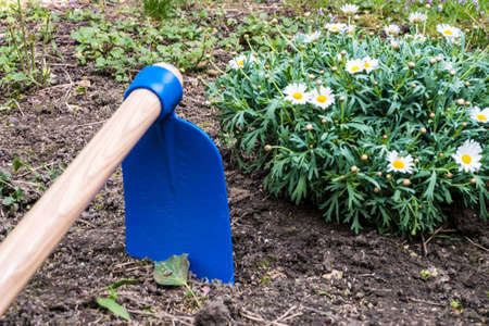 Hoe and margaret flower on soilの写真素材