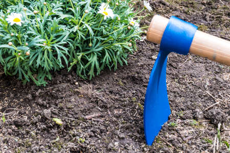 Hoe and margaret flower on soilの写真素材