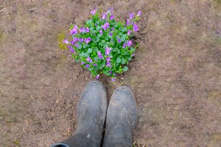 top view of purple campanula flower  and garden boots on soilの写真素材