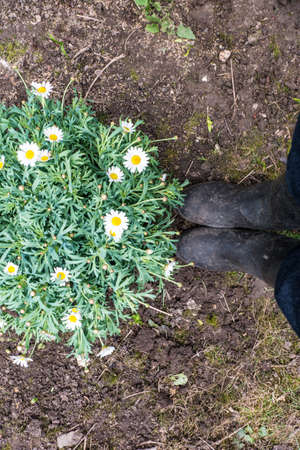 Margaret flower and boots on soilの写真素材