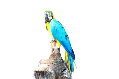blue and yellow macaw parrot perching on a branchの写真素材