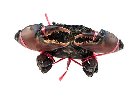 Raw Crab isolated on white backgroundの写真素材