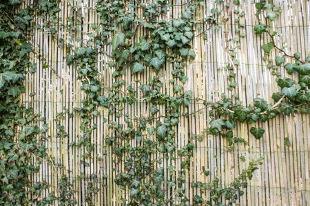 Tree creeping on green bamboo fence backgroundの写真素材