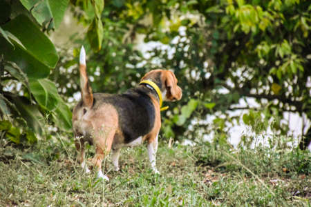 The Beagle in the spring gardenの写真素材