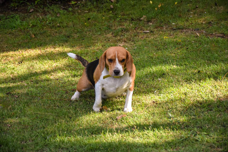 The Beagle in the spring gardenの写真素材