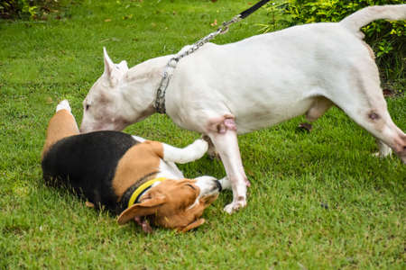 The Beagle and Bull Terrier in the spring gardenの写真素材