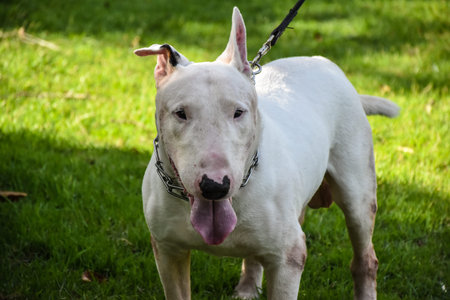 White Bull terrier resting in the park