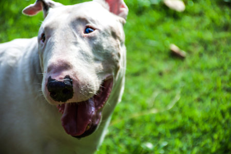 White Bull terrier resting in the park