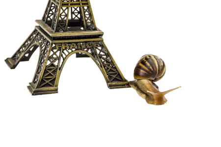 Snail isolated on white backgroundの写真素材