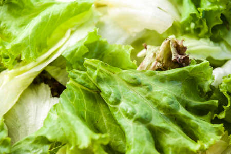fresh lettuce - vegetableの写真素材