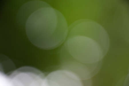 Natural green forest bokeh backgroundの写真素材