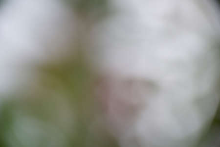 Natural green forest bokeh backgroundの写真素材