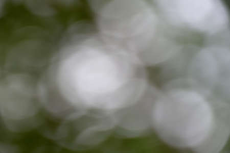 Natural green forest bokeh backgroundの写真素材