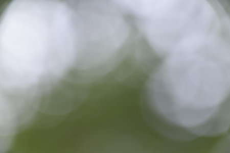 Natural green forest bokeh background