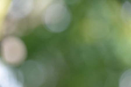 Natural green forest bokeh backgroundの写真素材