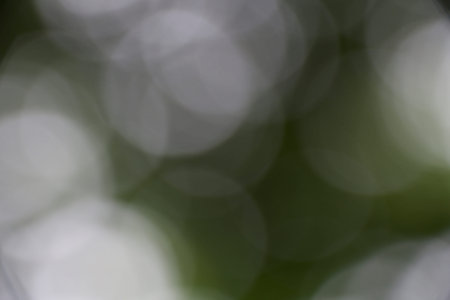 Natural green forest bokeh backgroundの写真素材