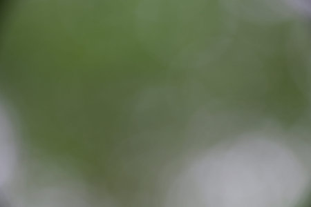 Natural green forest bokeh backgroundの写真素材
