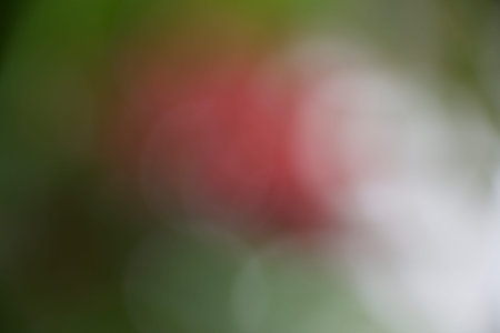 Natural green forest bokeh backgroundの写真素材