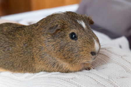 Brown guinea pigの写真素材
