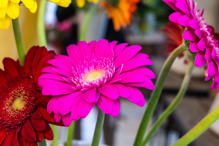 Fresh Gerbera flower