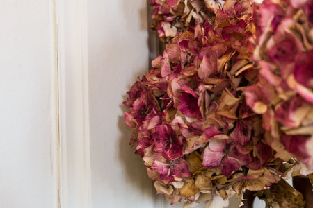 Dry pink hydrangea in the room