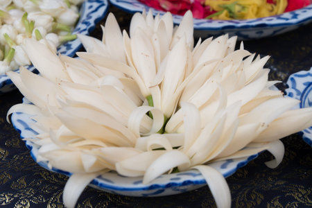 White Champaka.の写真素材