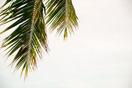 Banan branch with sky background.