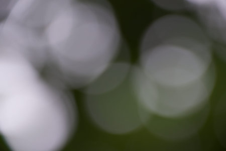 Tree Bokeh background.