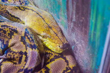 Reticulated python-  Python reticulatus