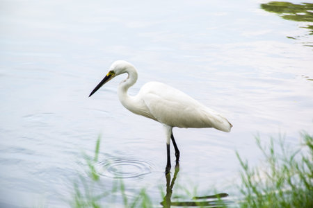 White Heron finding food near the riverbank.