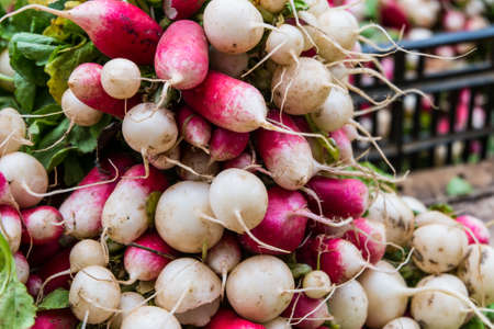 Red radish in the marketの写真素材