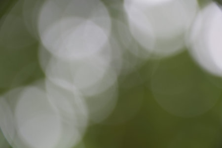Tree Bokeh background.