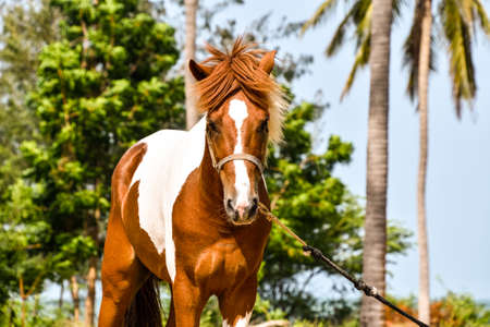 Brown and white horse at the land near beach.の写真素材