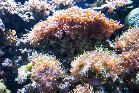 Aquarium corals reef.